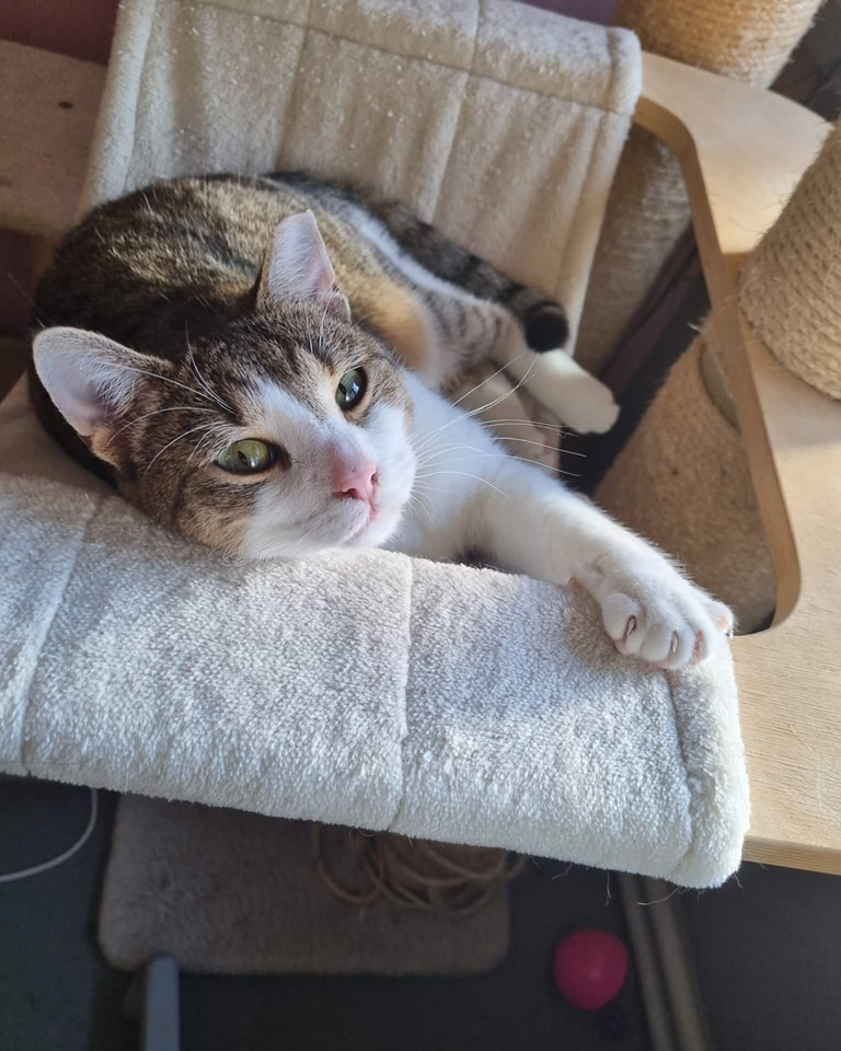 Adoptusie. Gaduła - w domu:)