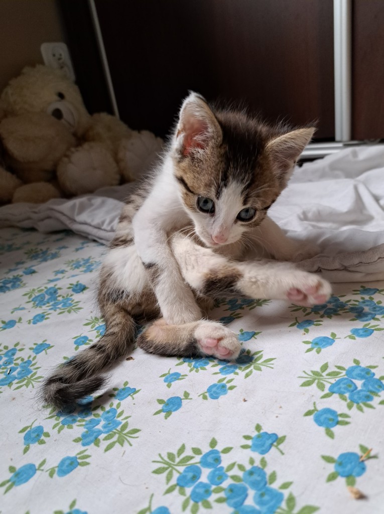 Adoptusie. Kłosek. W domu :)