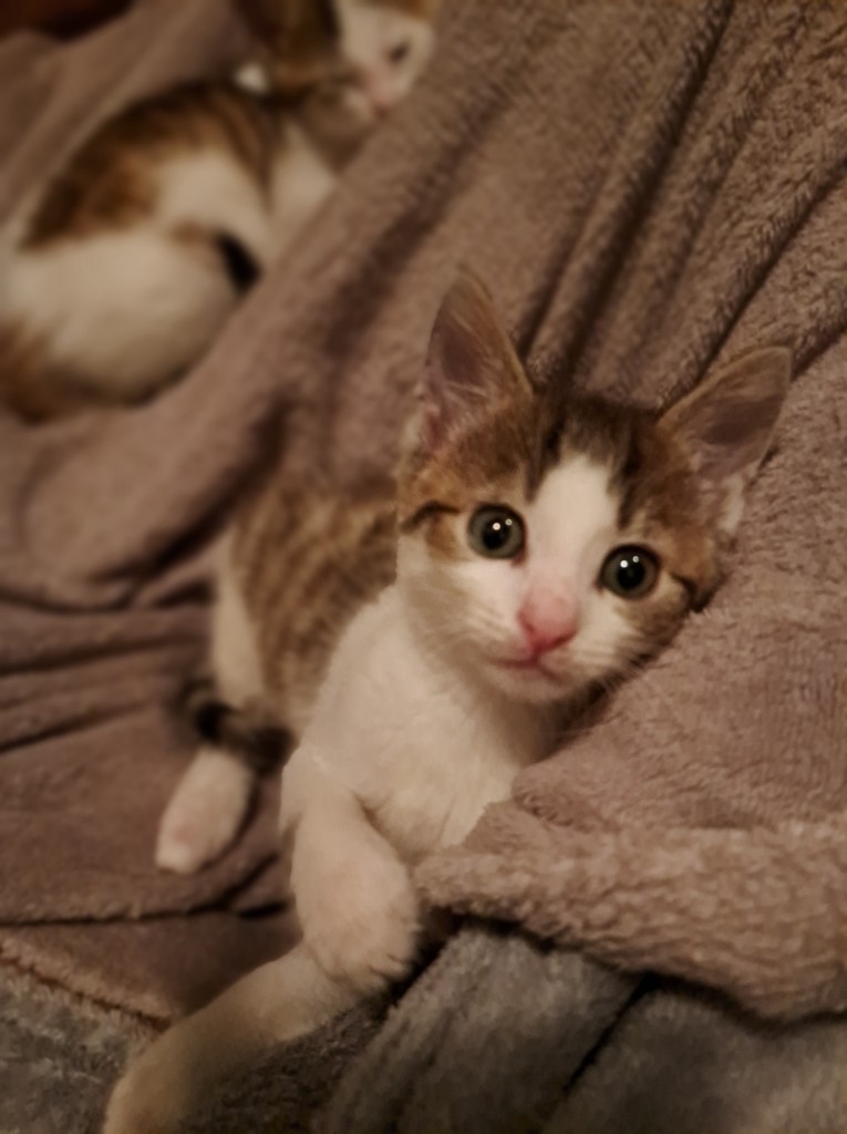 Adoptusie. Kłosek. W domu :)