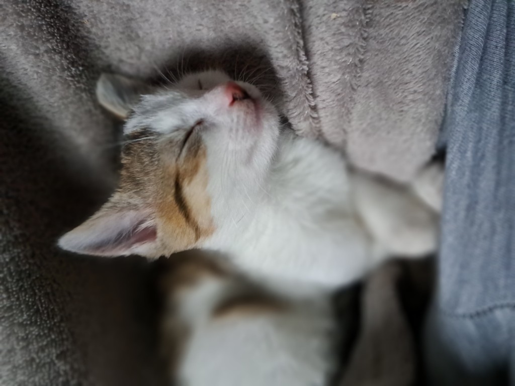 Adoptusie. Pszeniczka. W domu :)