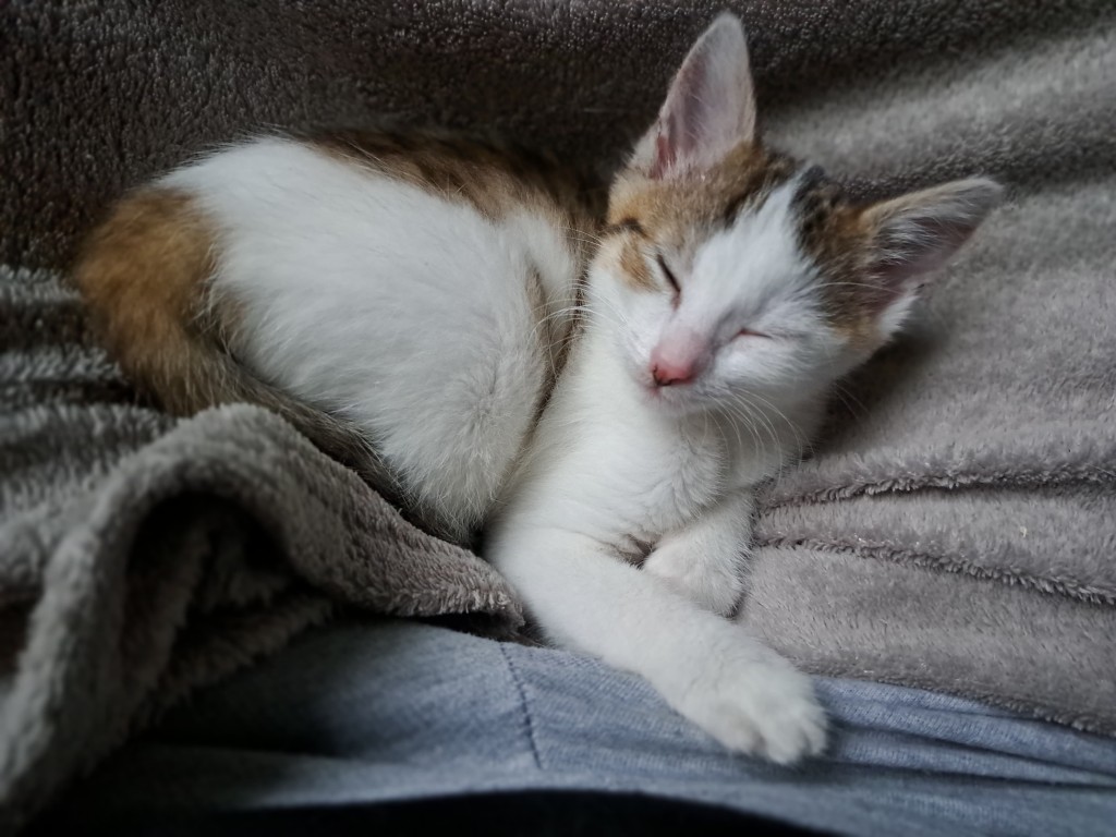 Adoptusie. Pszeniczka. W domu :)