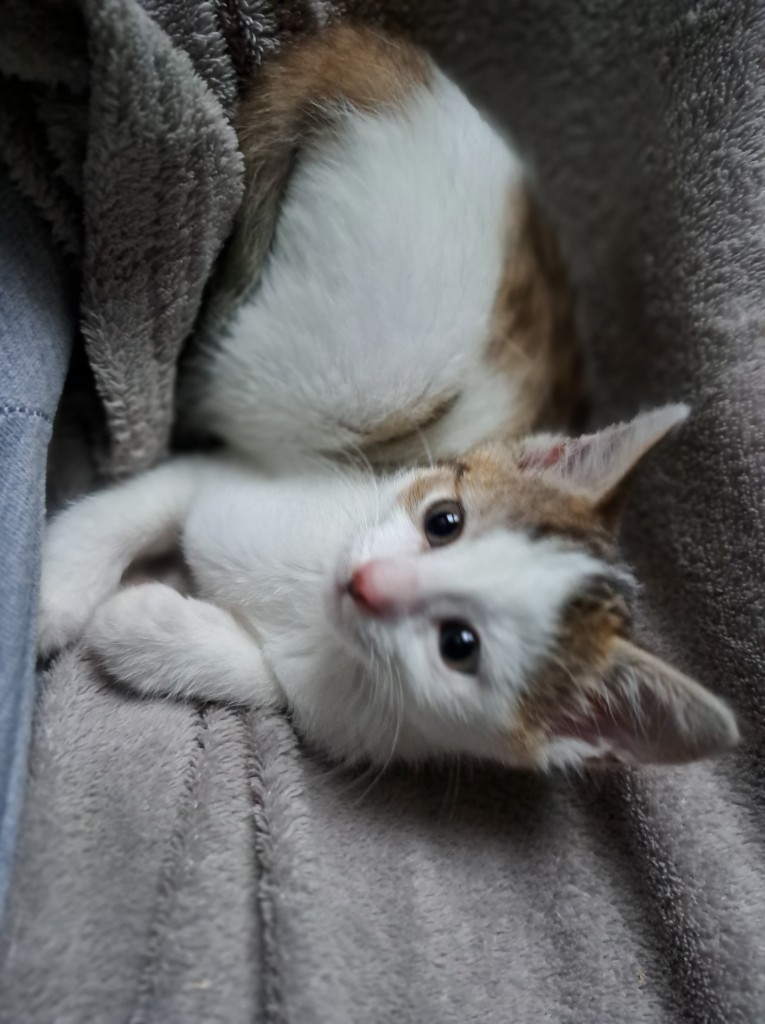 Adoptusie. Pszeniczka. W domu :)