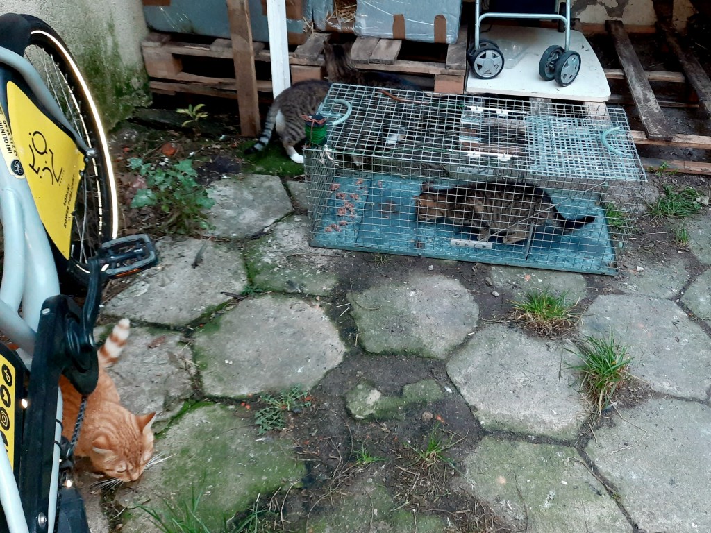Koty z Bałut. Już zdrowe!
