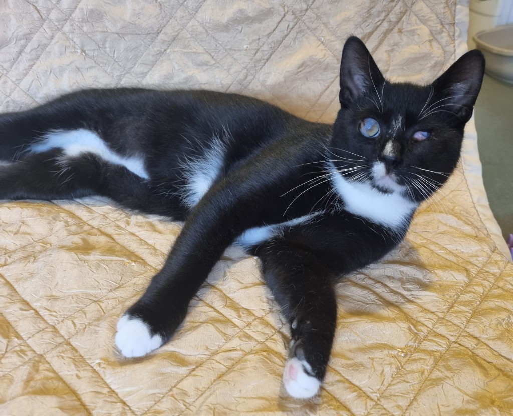 Adoptusie. Tango – gdy świat pozostaje w cieniu. W domu :)