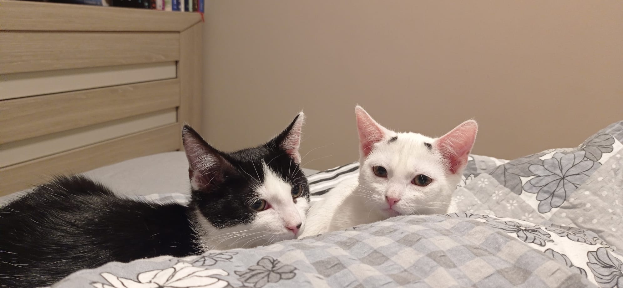 Sabinka i Juliusz Cezar - adoptowane :)
