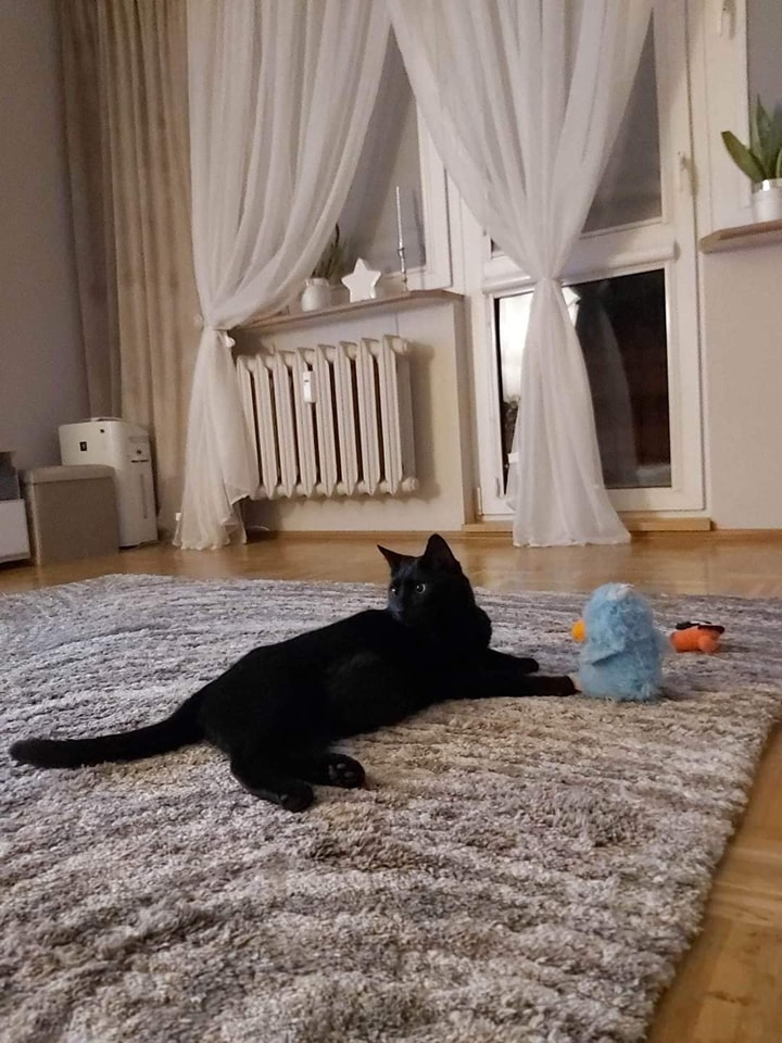 Kolejny czarny Słodziak - Wiluś. W domu :)