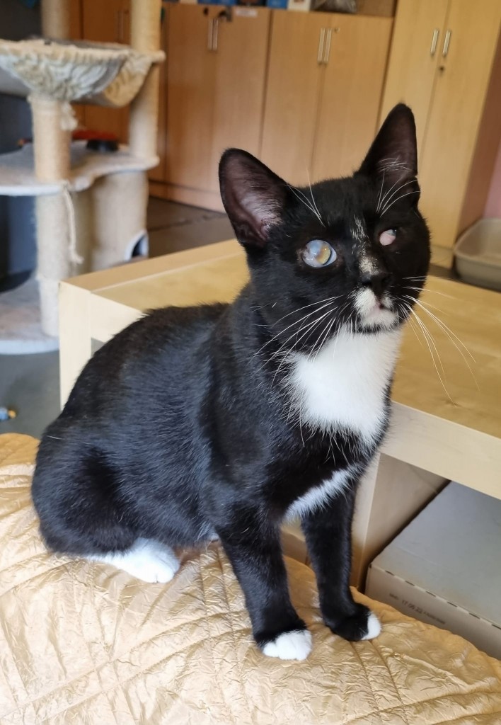 Adoptusie. Tango – gdy świat pozostaje w cieniu. W domu :)