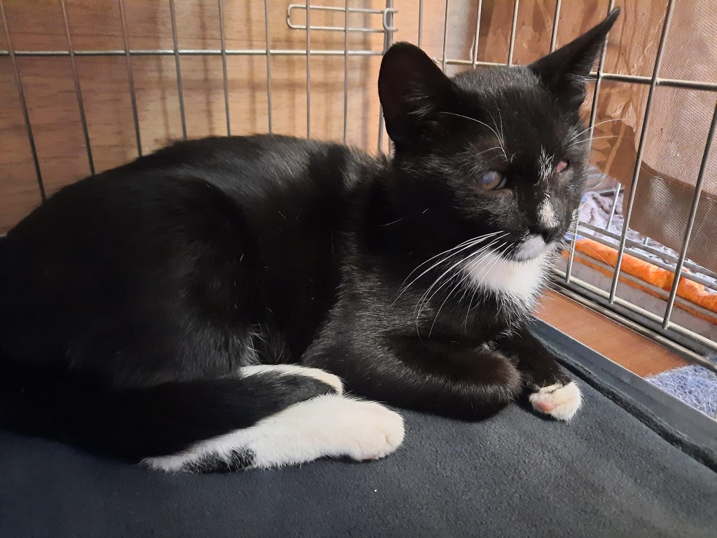 Adoptusie. Tango – gdy świat pozostaje w cieniu. W domu :)