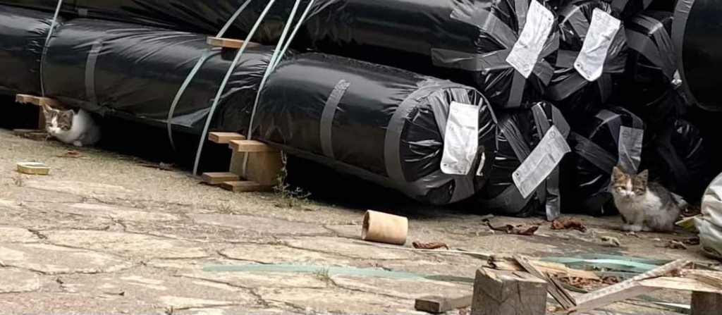 Kociaki spod palet czyli 4 Szparagi. W domach :)
