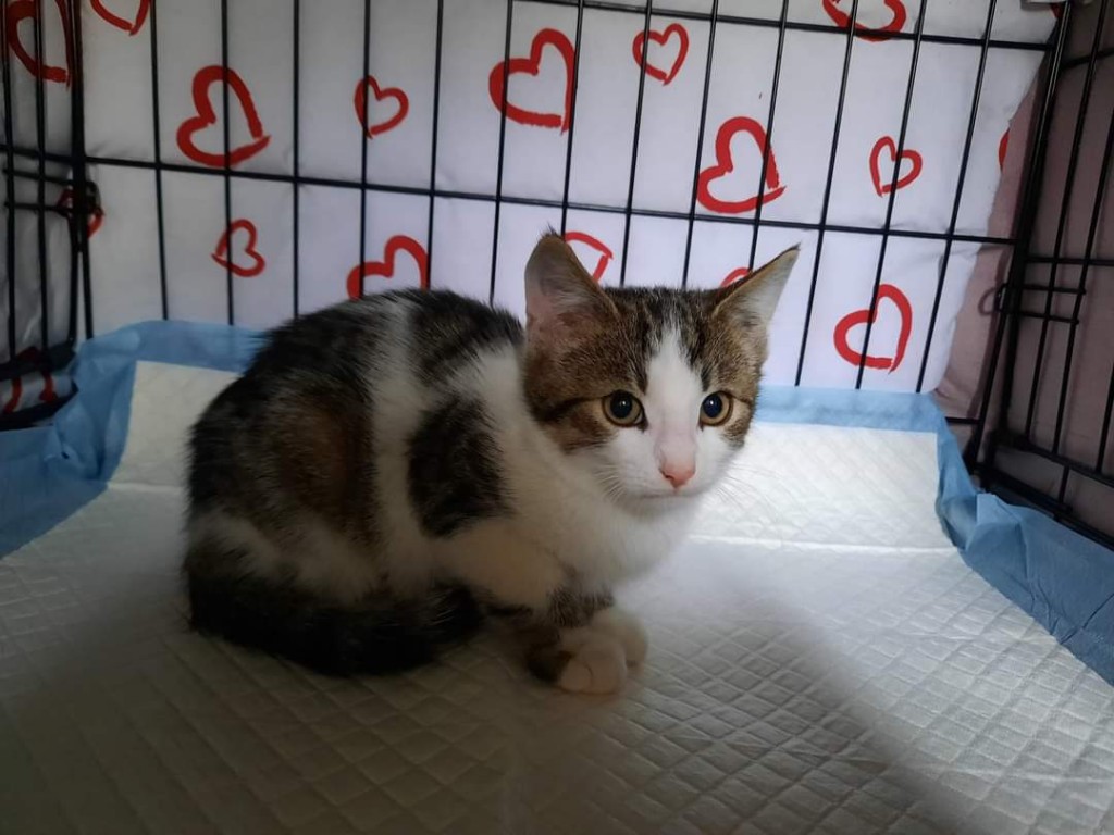 Kociaki spod palet czyli 4 Szparagi. W domach :)