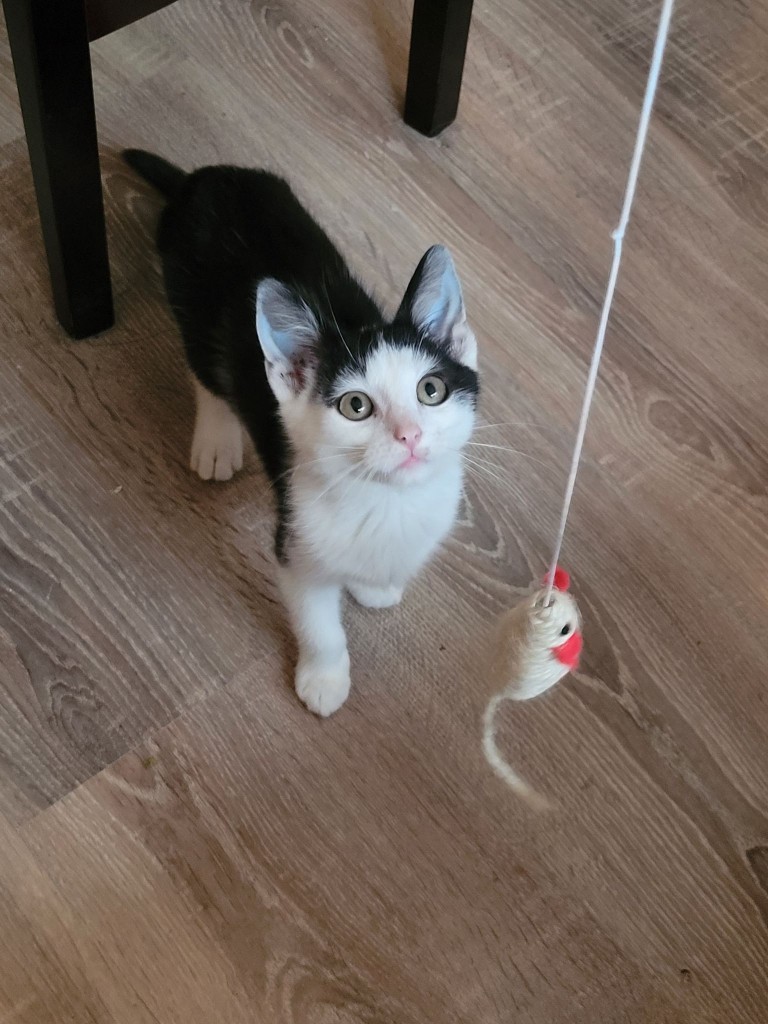 Adoptusie. Kaki - w domu :)