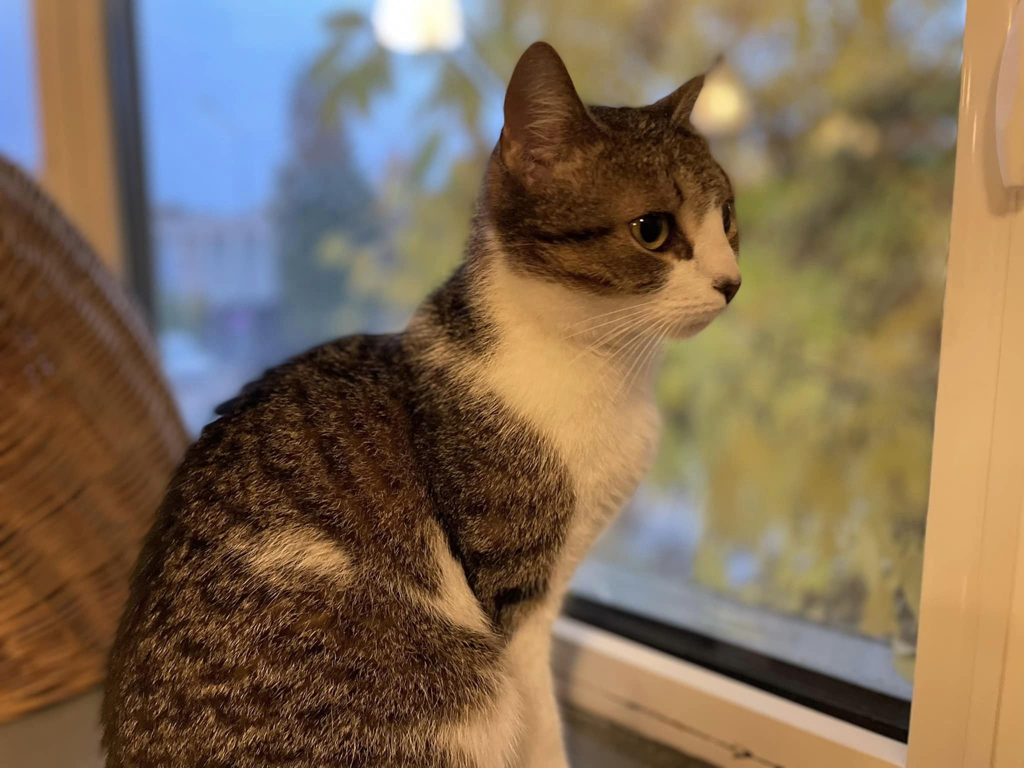 Adoptusie. Figa - troszkę nieśmiała piękność. W domu :)