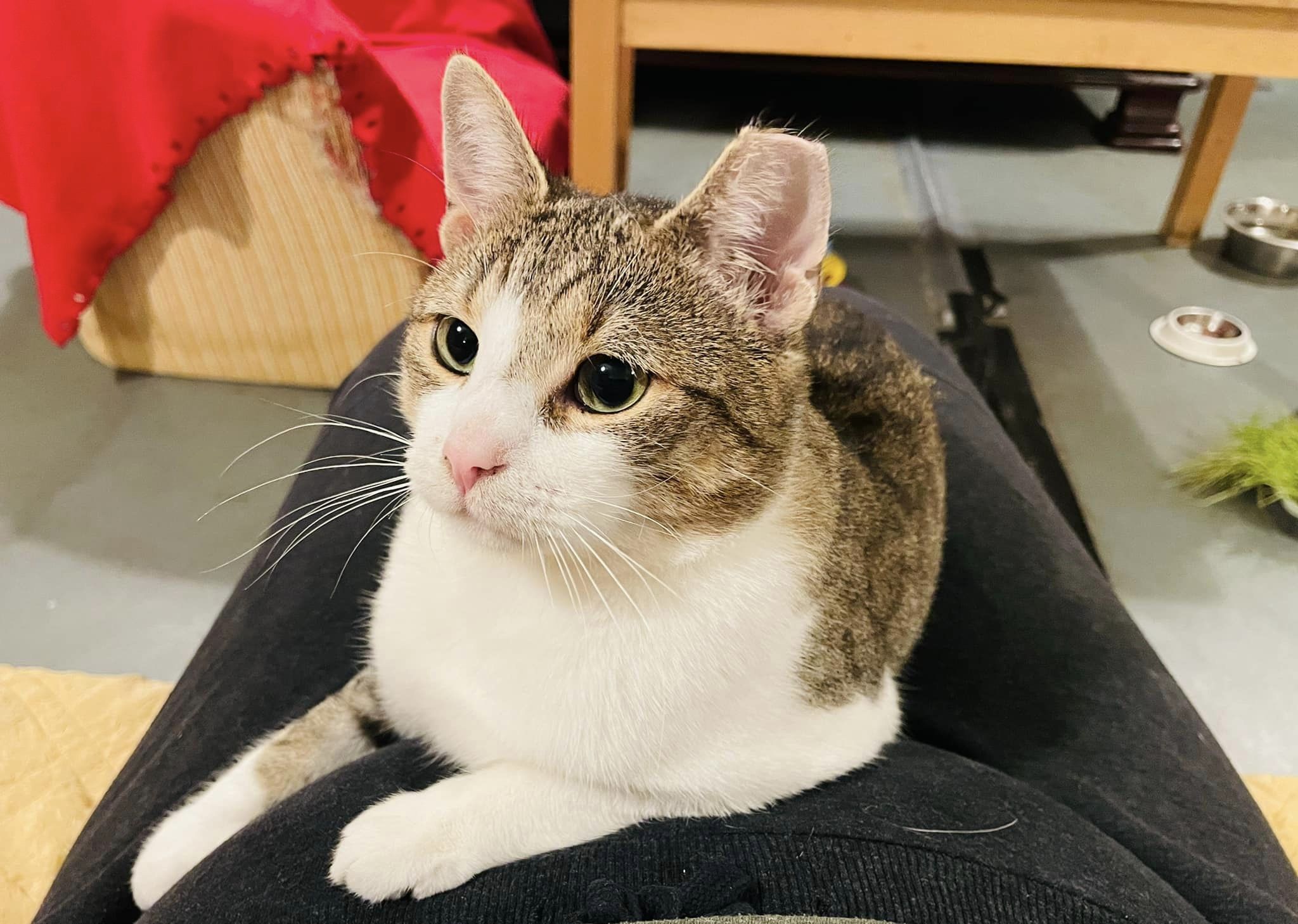 Adoptusie. Gaduła - w domu:)