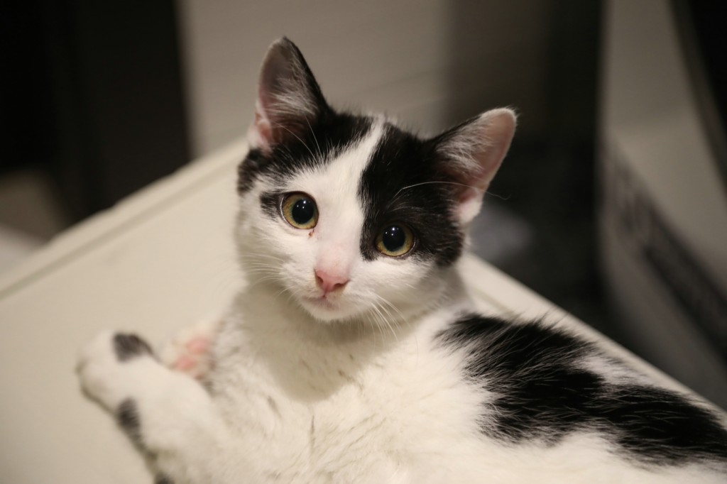 Adoptusie. Darlise i Giove. W domu :)