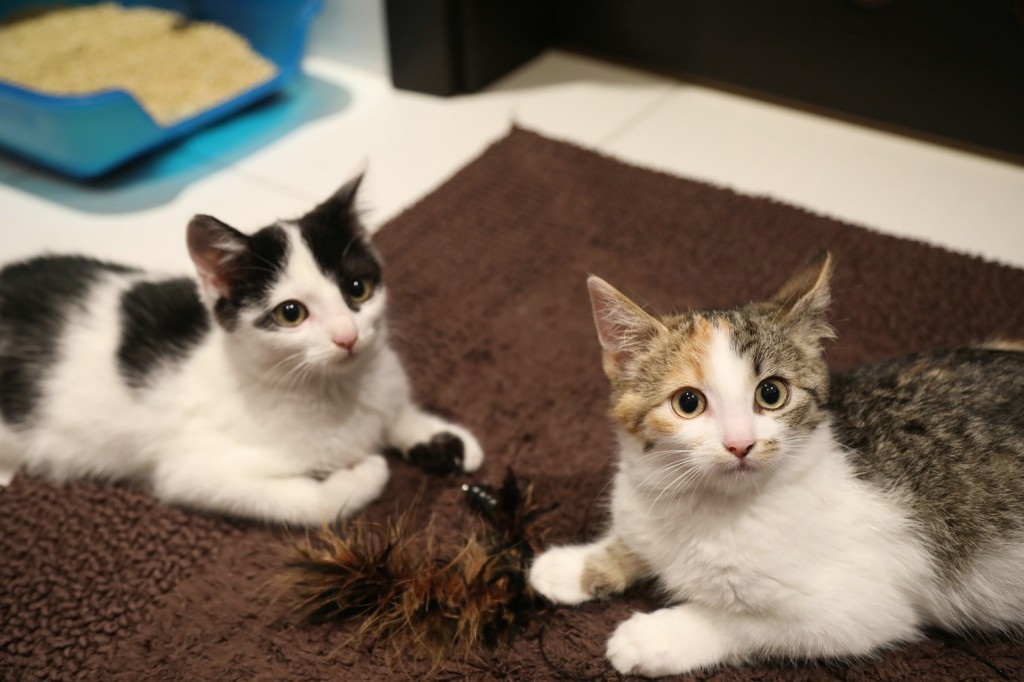 Adoptusie. Darlise i Giove. W domu :)