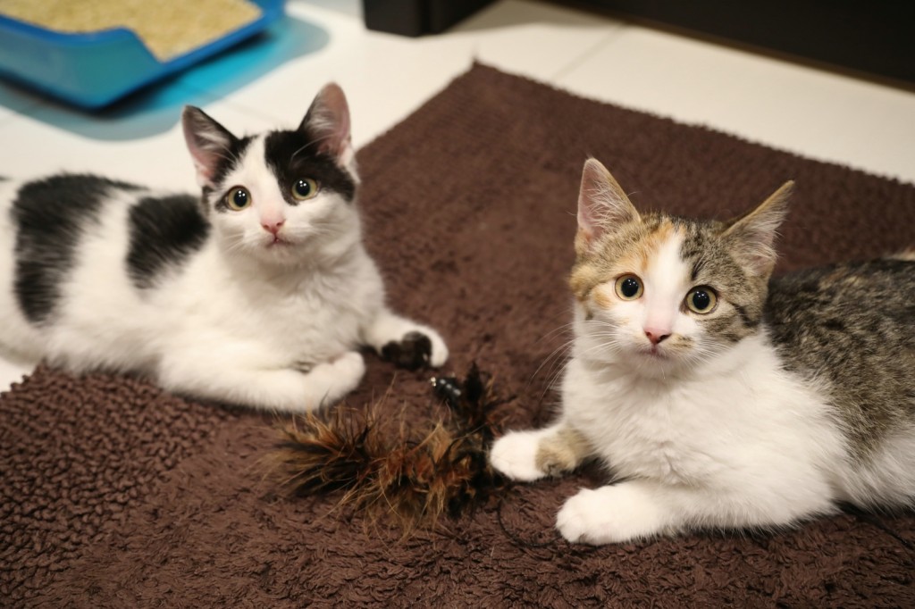 Adoptusie. Darlise i Giove. W domu :)
