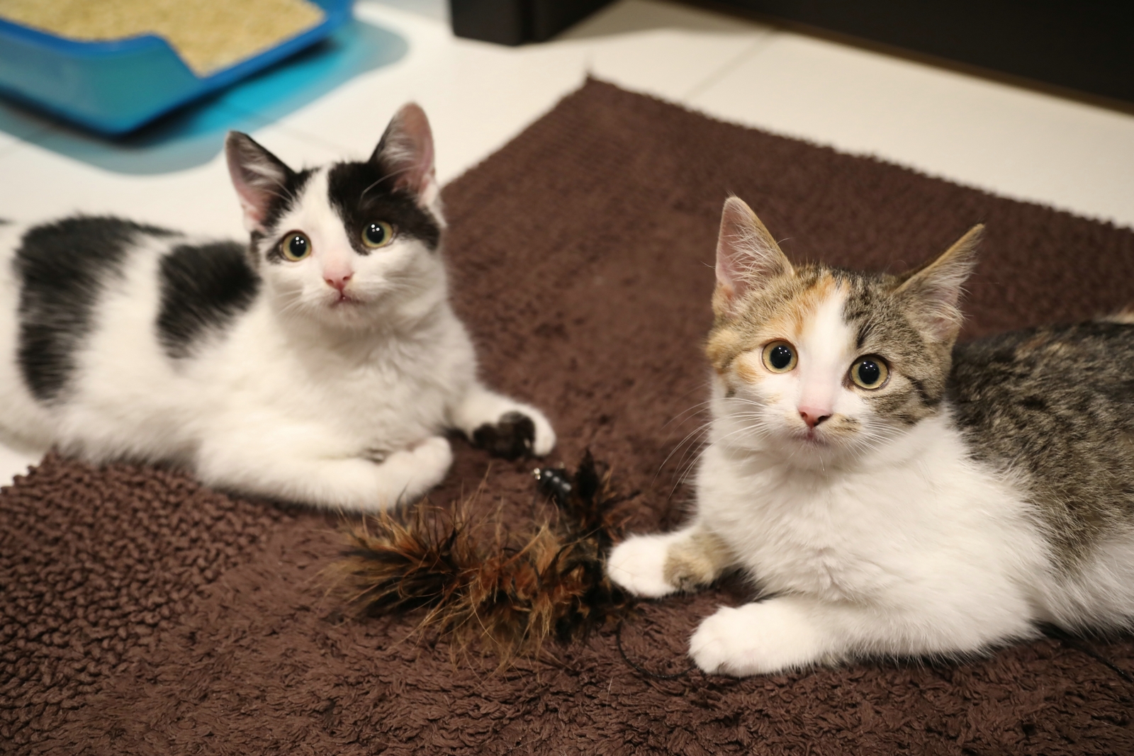 Adoptusie. Darlise i Giove. W domu :)