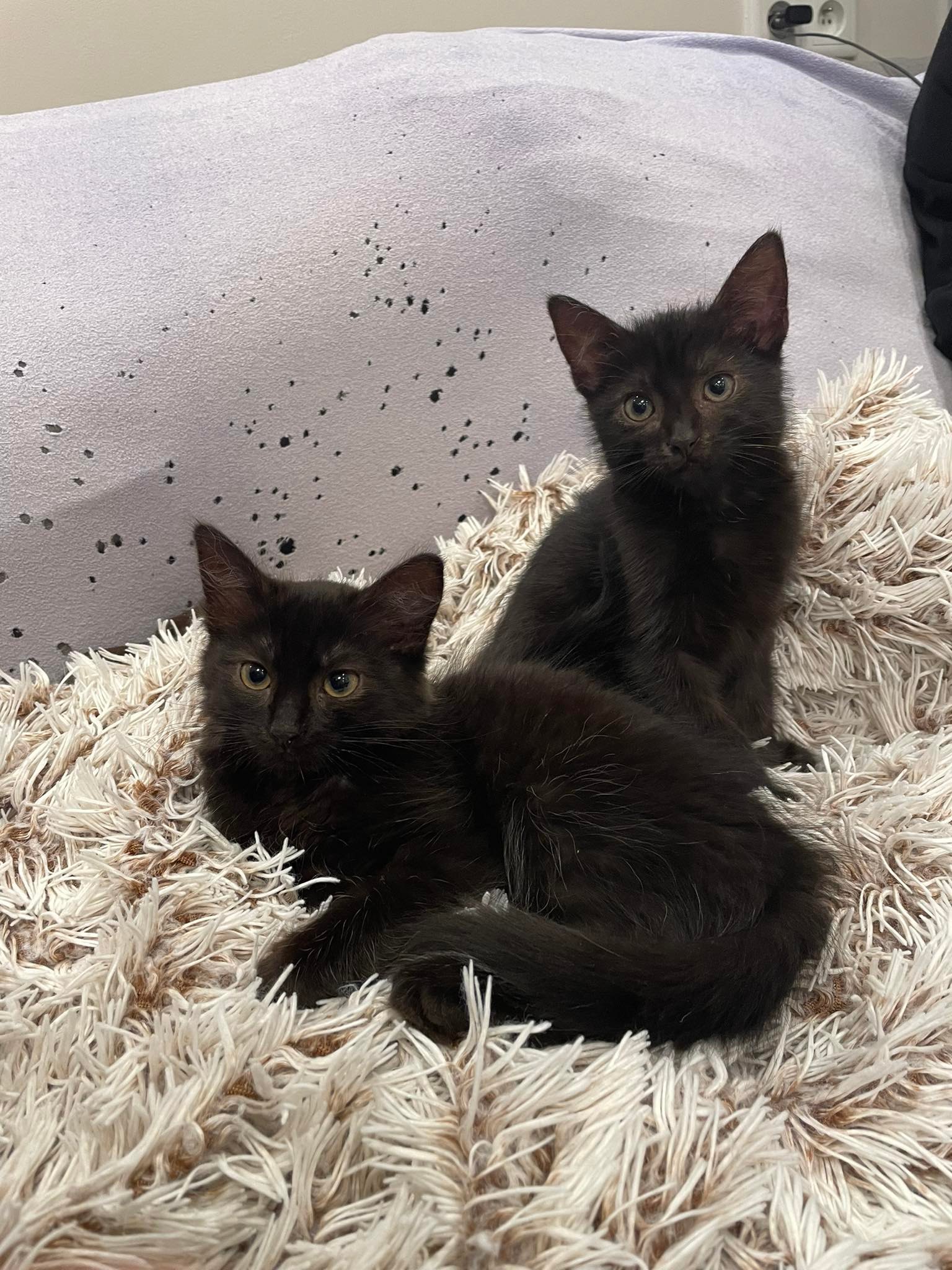 Adoptusie. Do i Re – koteczki ze szkoły muzycznej. W domach :)