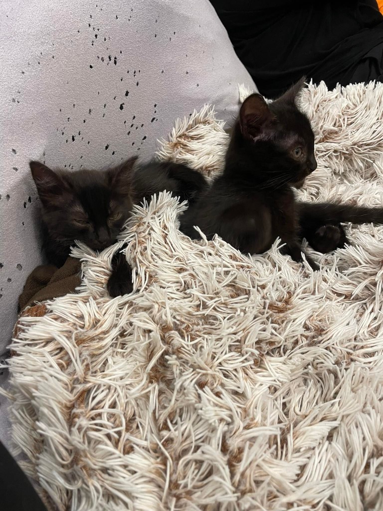 Adoptusie. Do i Re – koteczki ze szkoły muzycznej. W domach :)