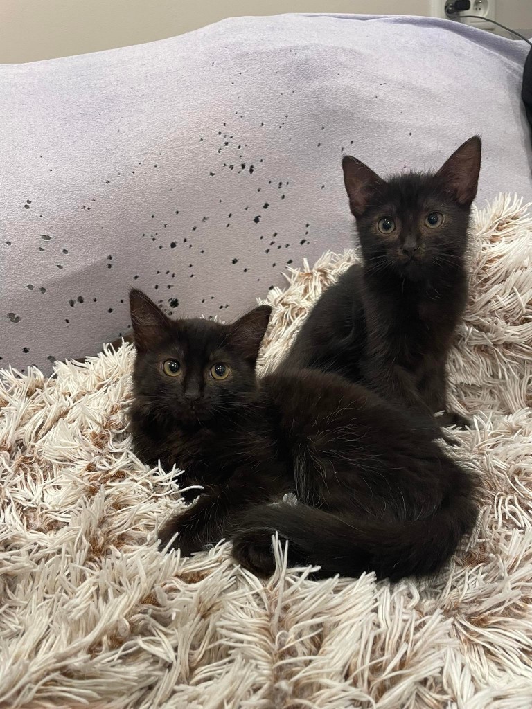 Adoptusie. Do i Re – koteczki ze szkoły muzycznej. W domach :)