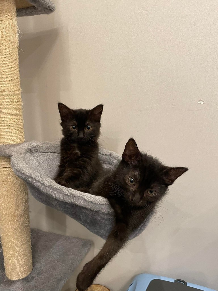 Adoptusie. Do i Re – koteczki ze szkoły muzycznej. W domach :)