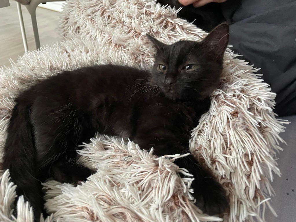 Adoptusie. Do i Re – koteczki ze szkoły muzycznej. W domach :)