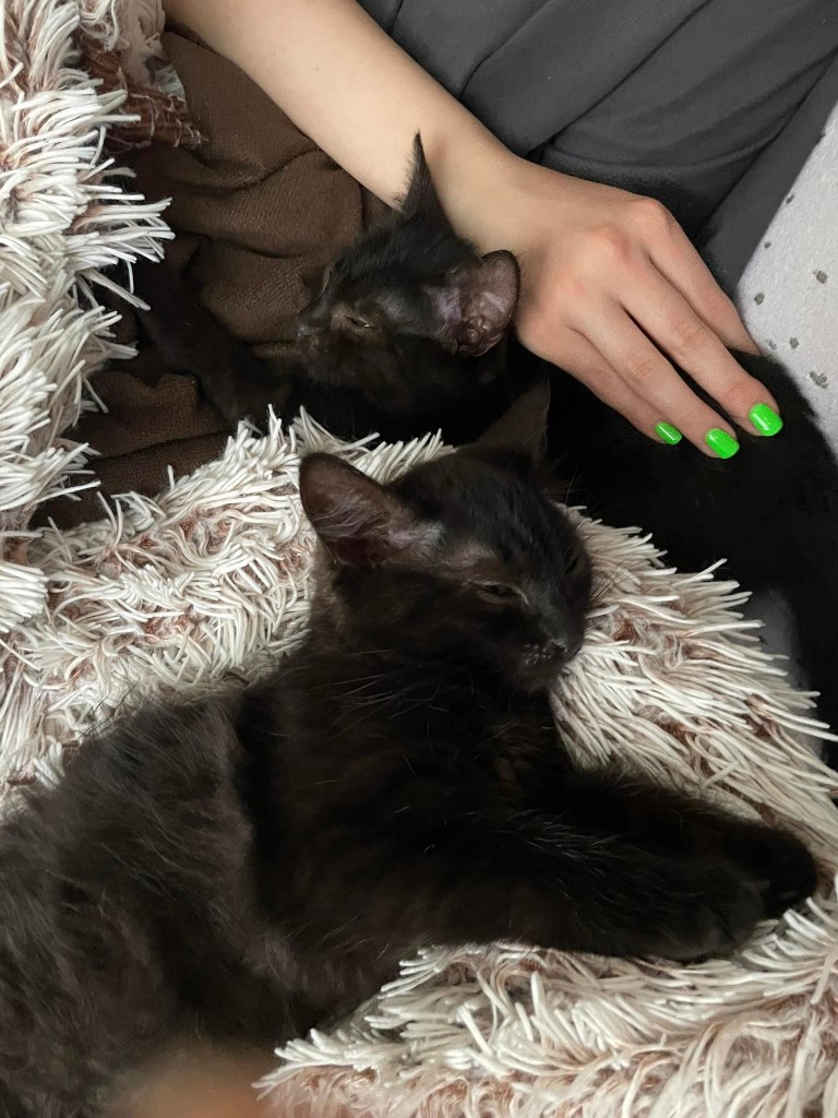 Adoptusie. Do i Re – koteczki ze szkoły muzycznej. W domach :)