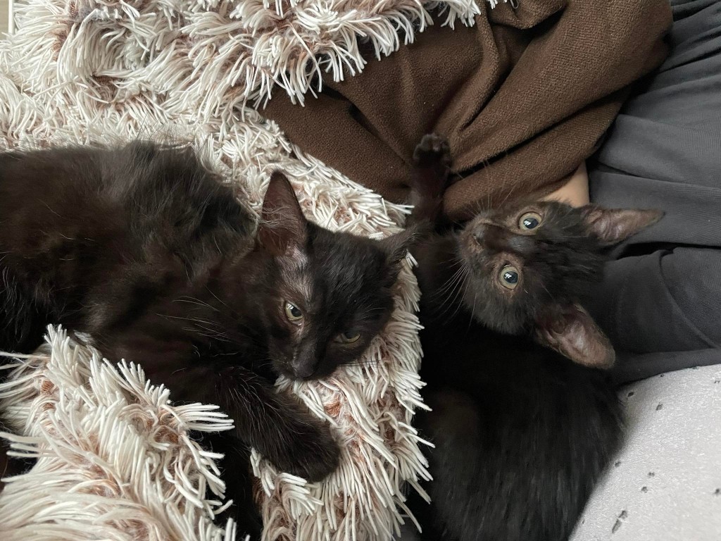 Adoptusie. Do i Re – koteczki ze szkoły muzycznej. W domach :)
