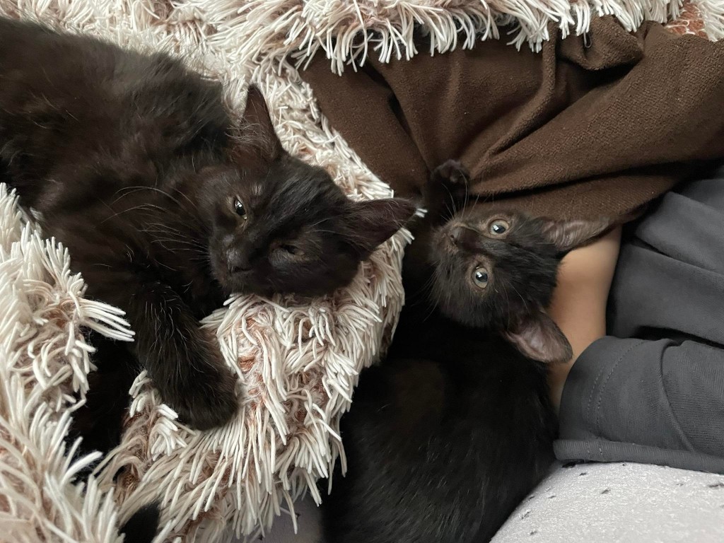 Adoptusie. Do i Re – koteczki ze szkoły muzycznej. W domach :)