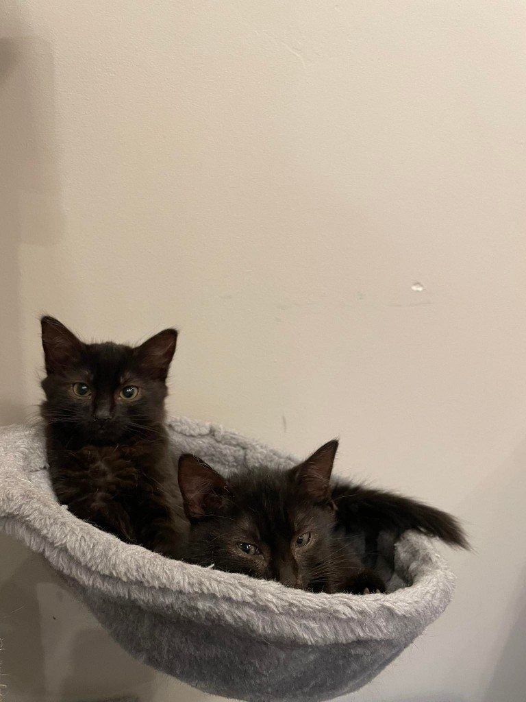 Adoptusie. Do i Re – koteczki ze szkoły muzycznej. W domach :)