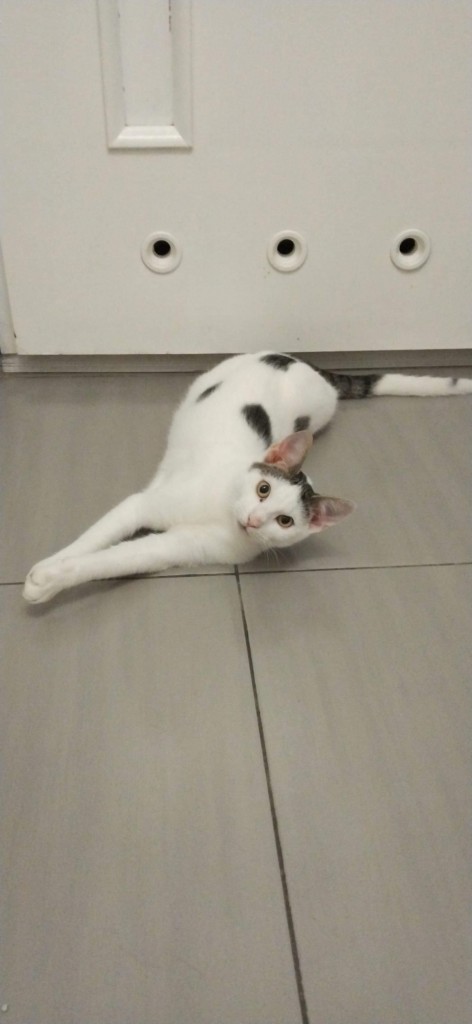 Adoptusie. Krewetka - w domu :)