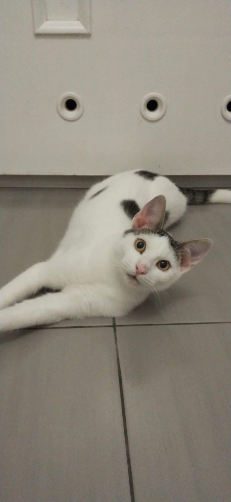Adoptusie. Krewetka - w domu :)