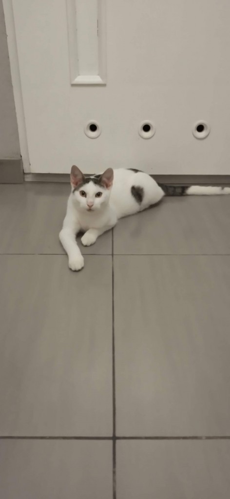 Adoptusie. Krewetka - w domu :)