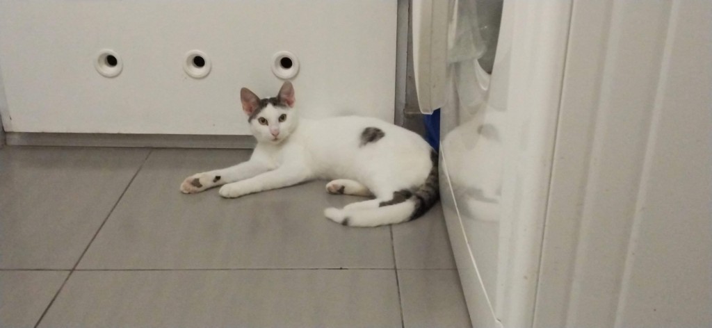 Adoptusie. Krewetka - w domu :)