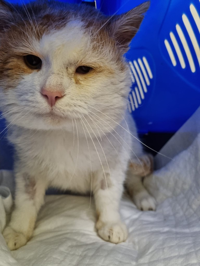 Chomik - w domu :)