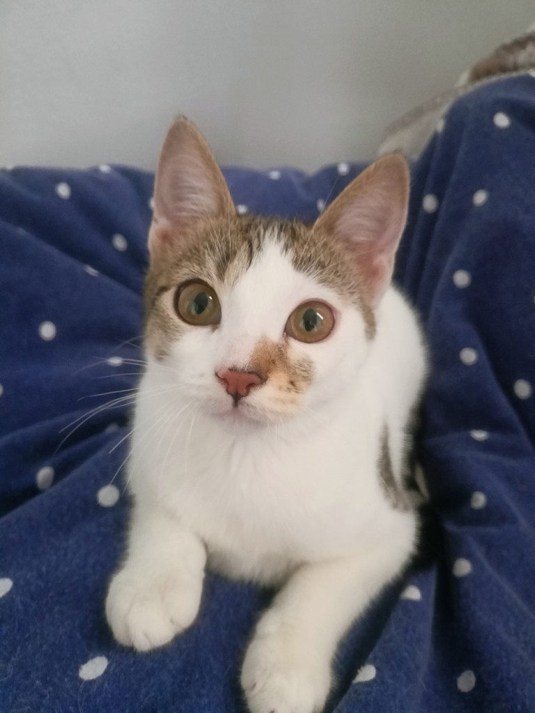 Adoptusie. Urocza i delikatna Ada - w domu :)