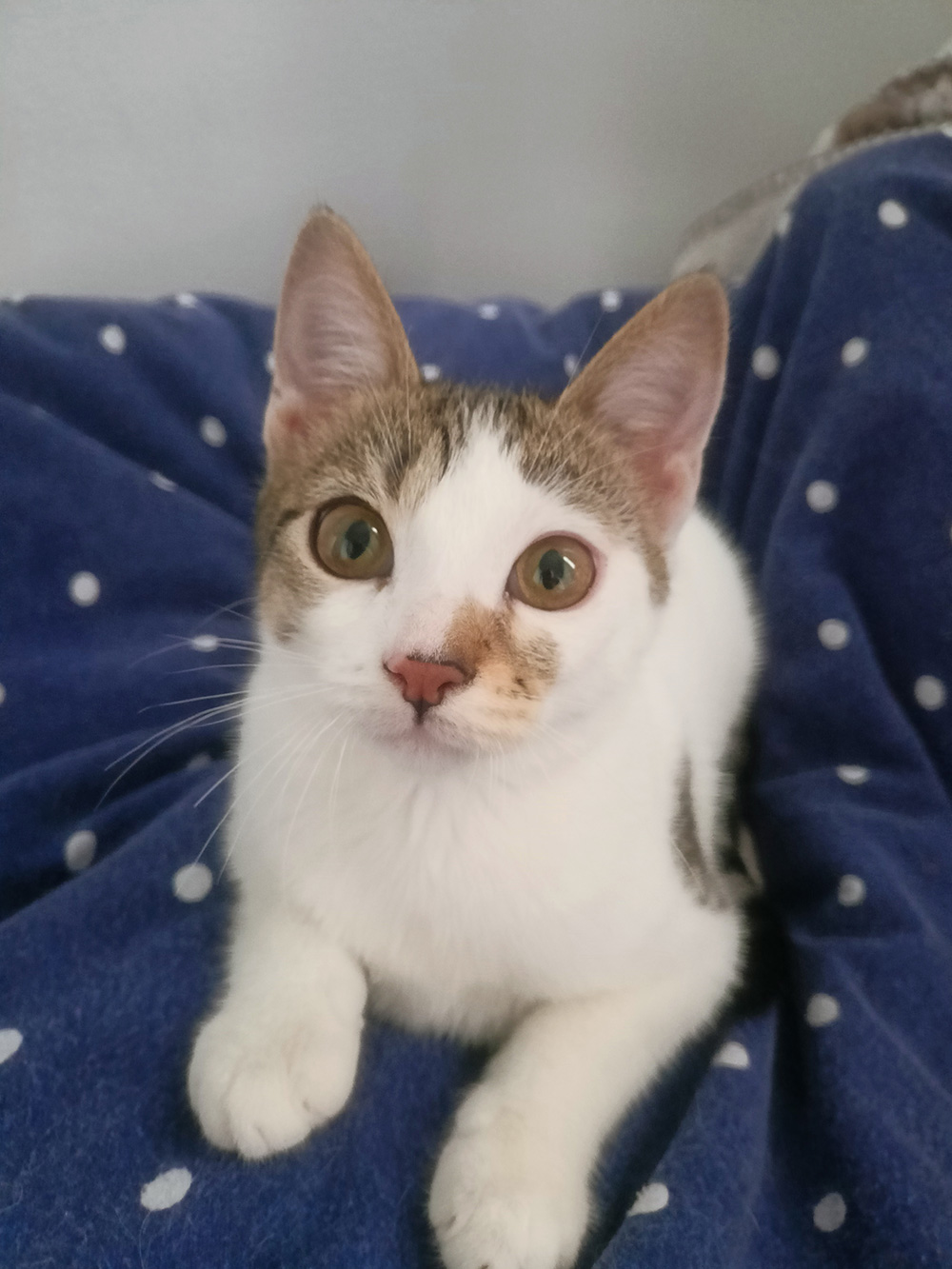 Adoptusie. Urocza i delikatna Ada - w domu :)