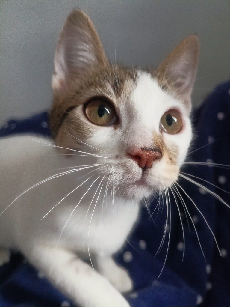Adoptusie. Urocza i delikatna Ada - w domu :)