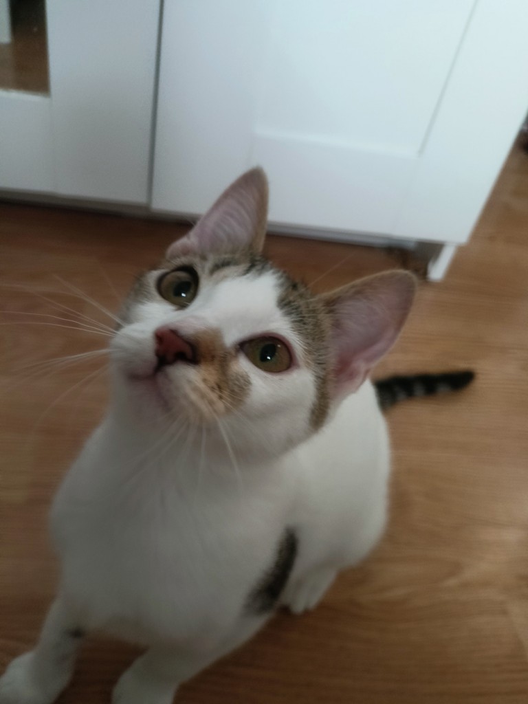 Adoptusie. Urocza i delikatna Ada - w domu :)