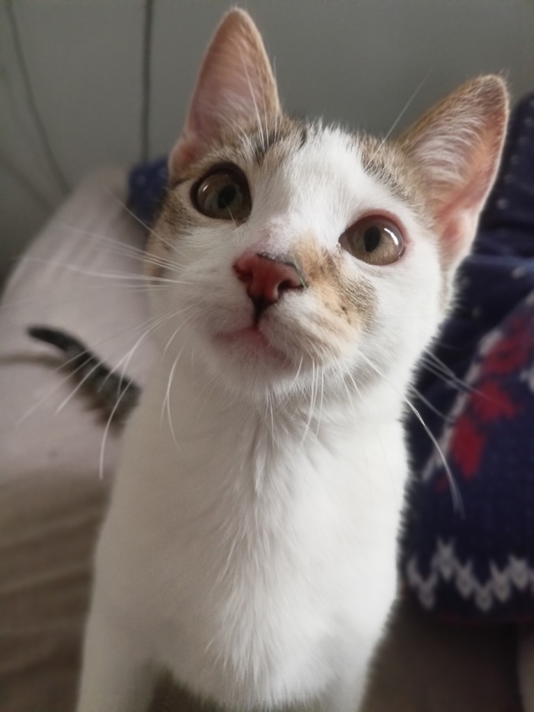 Adoptusie. Urocza i delikatna Ada - w domu :)