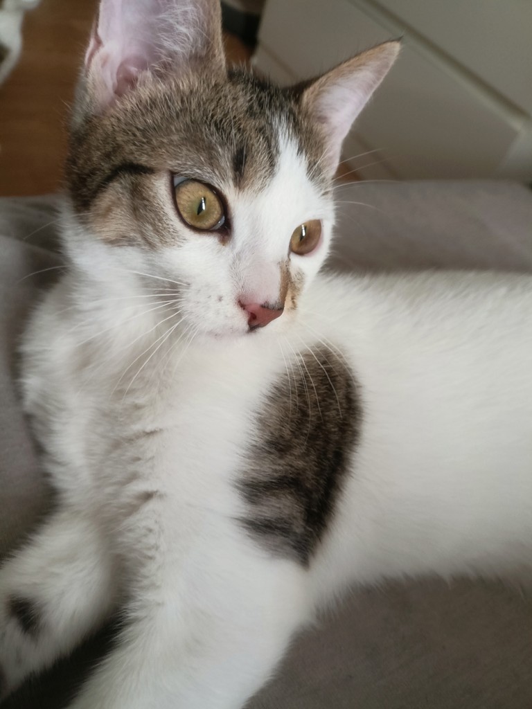Adoptusie. Urocza i delikatna Ada - w domu :)