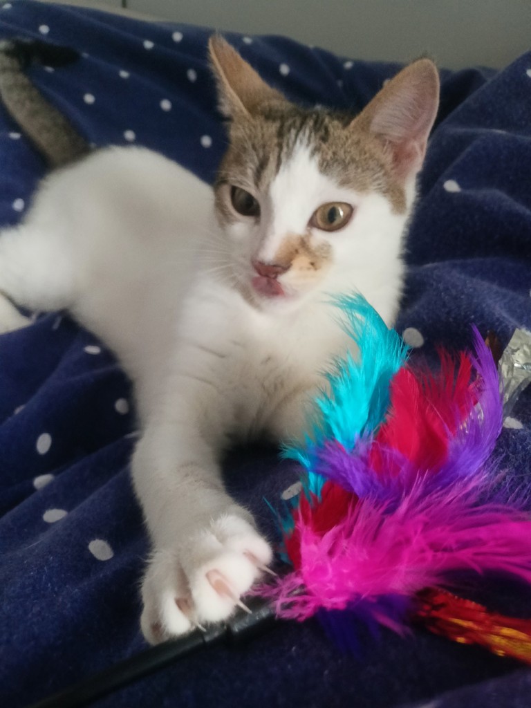 Adoptusie. Urocza i delikatna Ada - w domu :)