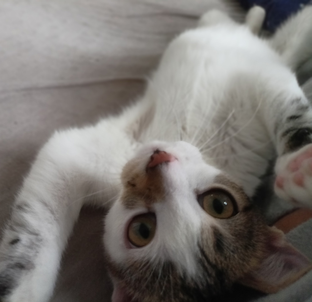 Adoptusie. Urocza i delikatna Ada - w domu :)