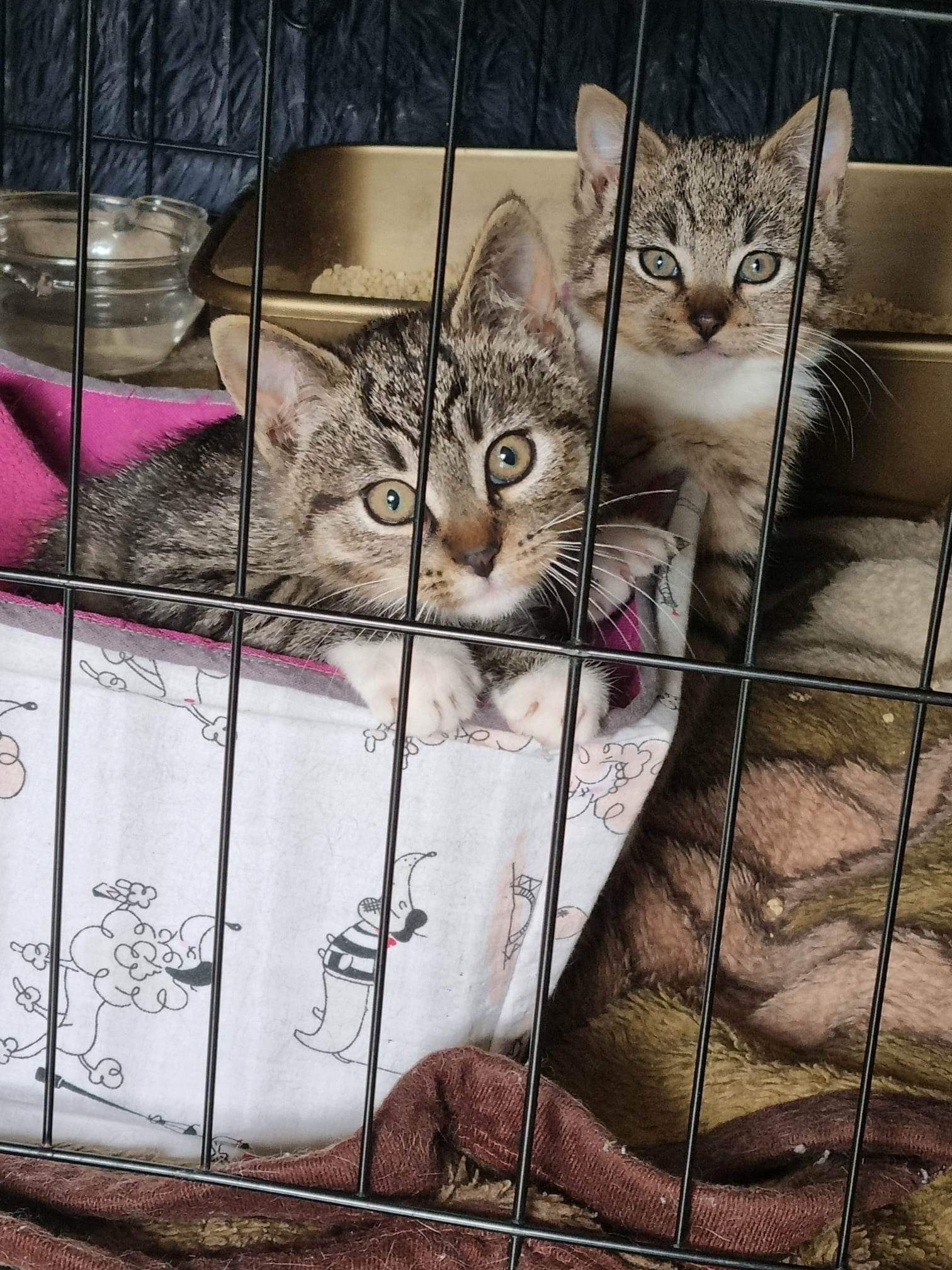 Adoptusie. Linko i Szot - w domach :)