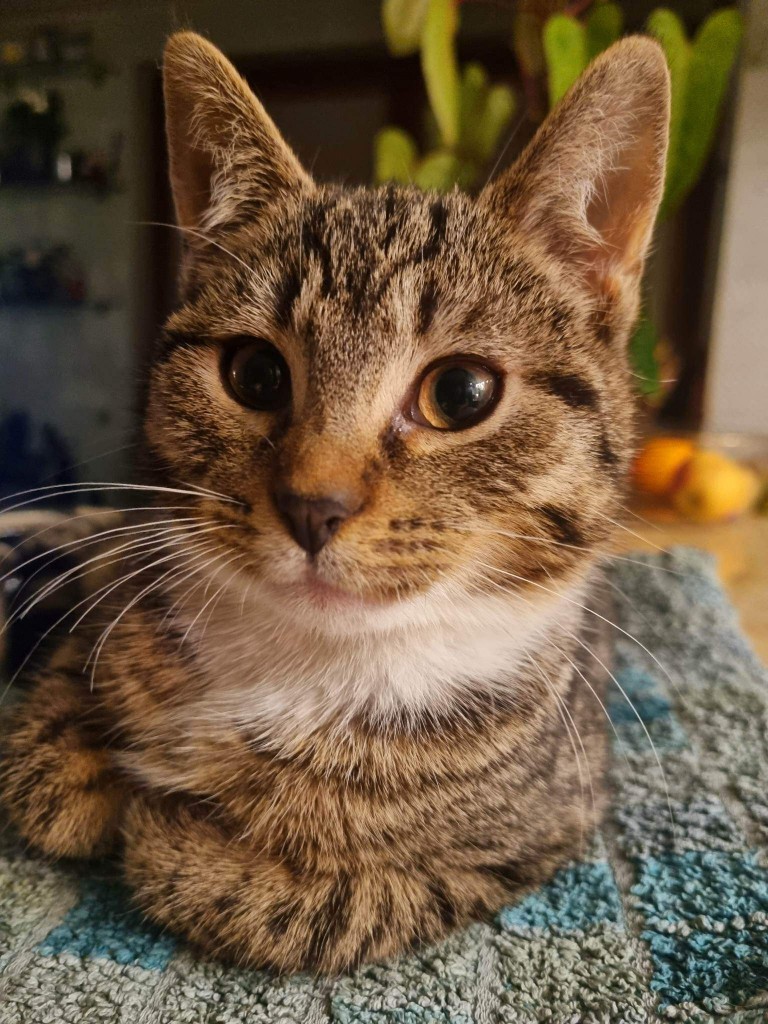 Adoptusie. Linko i Szot - w domach :)