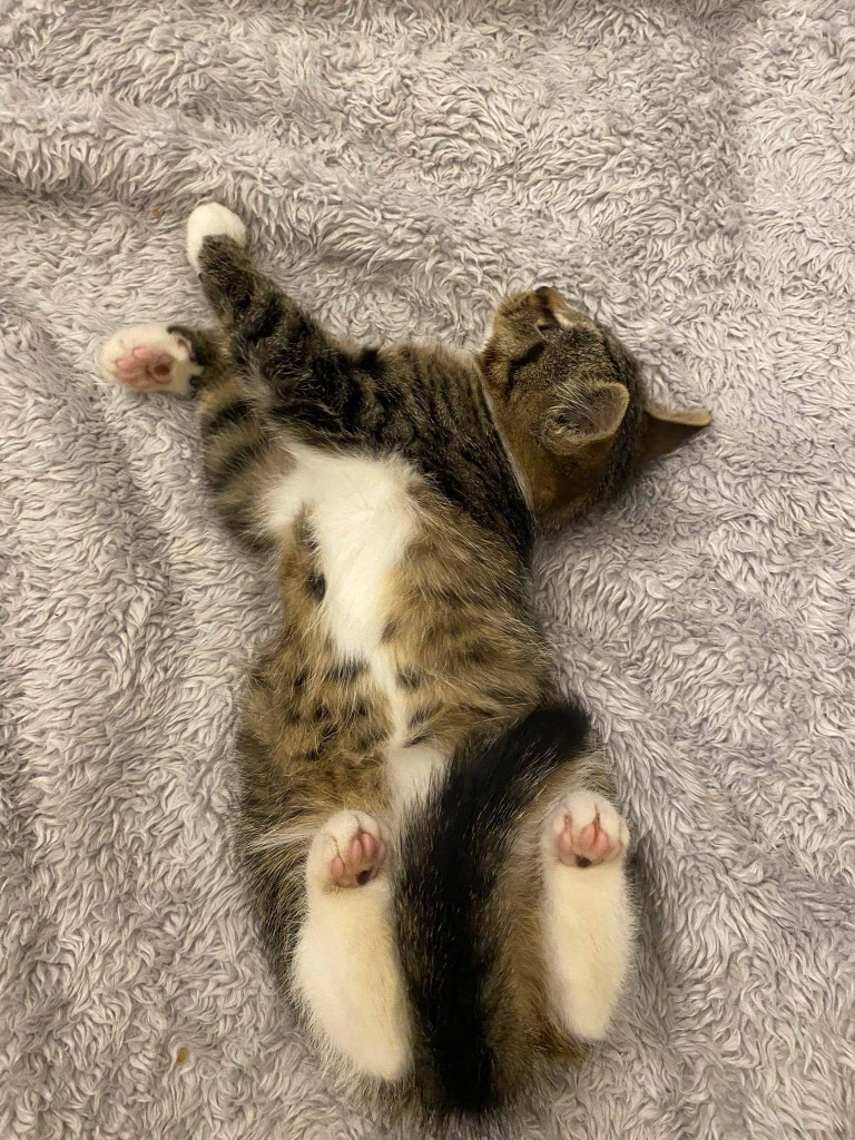 Adoptusie. Linko i Szot - w domach :)