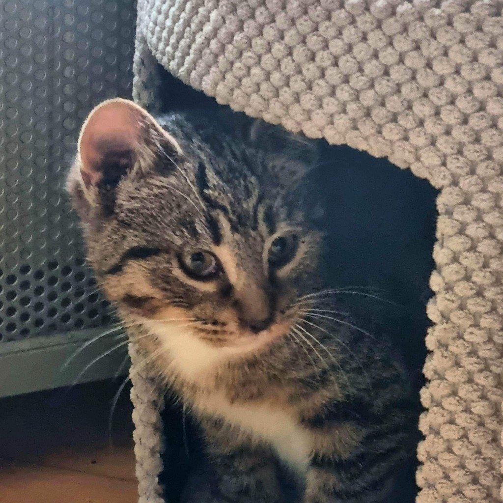 Adoptusie. Linko i Szot - w domach :)
