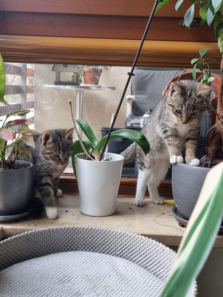 Adoptusie. Linko i Szot - w domach :)