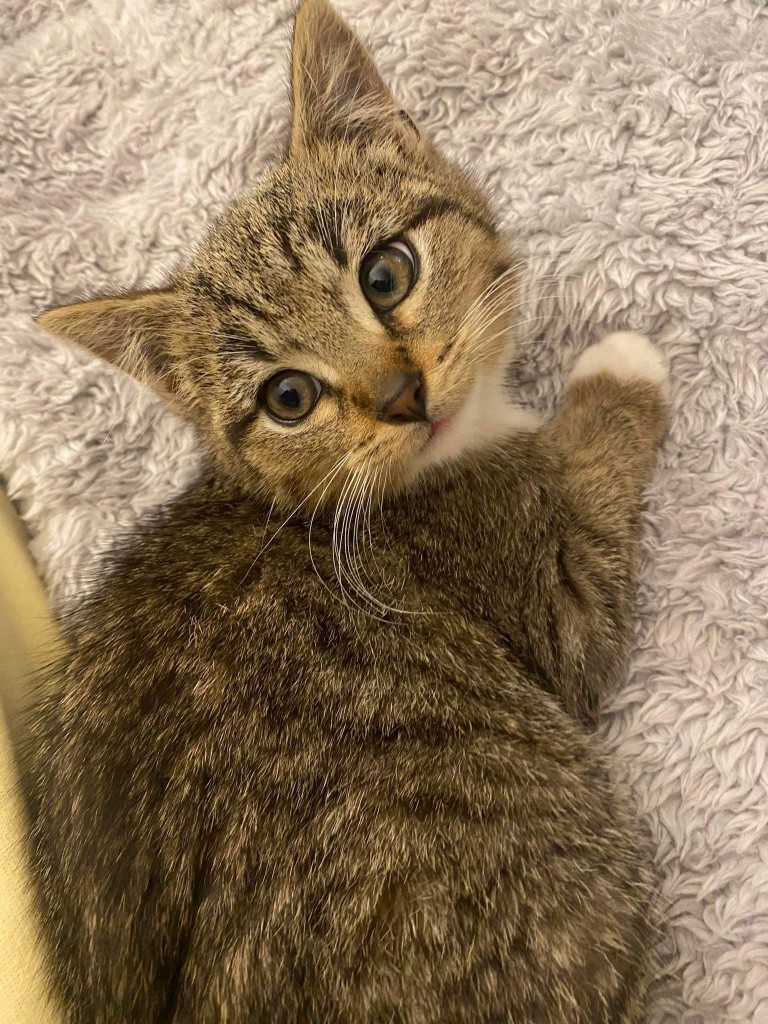 Adoptusie. Linko i Szot - w domach :)