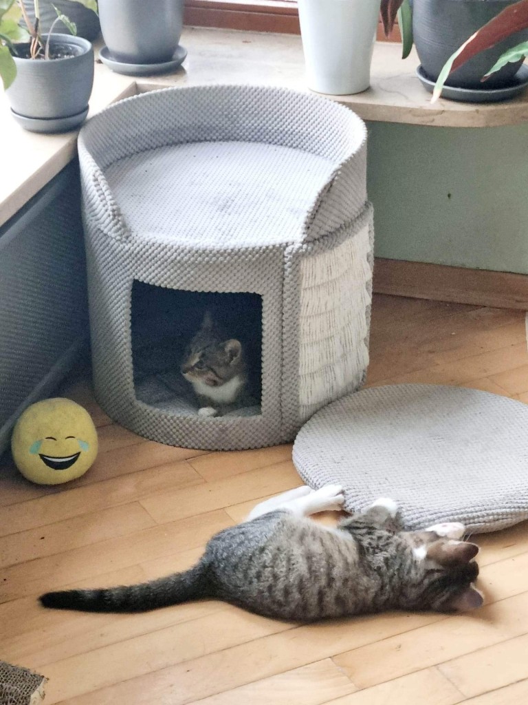 Adoptusie. Linko i Szot - w domach :)